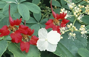 Perennial Garden Flowers Prints: Climbing plants