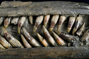 Lyme Regis Fossils Prints: Close up of Ichthyosaur snout