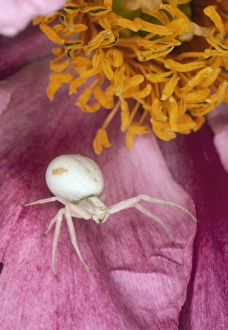 Close-up of crab spider in peony flower Close-up of crab spider in peony flower