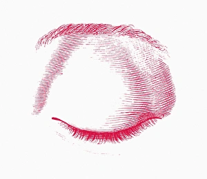 Anatomy Of The Human Eye Prints: Closed eye