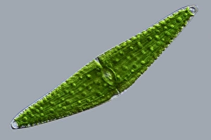 Images Dated 8th March 2013: Closterium desmid Print, x140 magnification