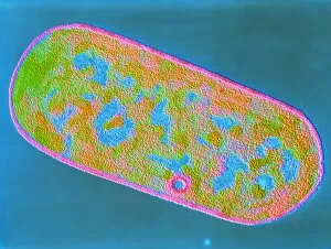 Images Dated 3rd August 1987: Clostridium perfringens bacterium