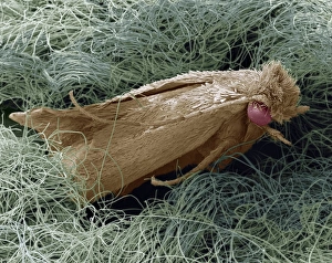 SEM Print of a Clothes Moth on Cashmere Wool Fibres