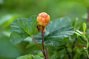 Botanical Prints: Cloudberry Fruit Print