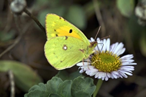 Butterfly Eating Flowers Prints: Clouded yellow butterfly
