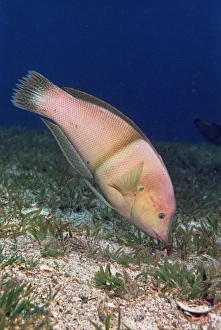 Print of Clown coris hunting in a sea grass bed