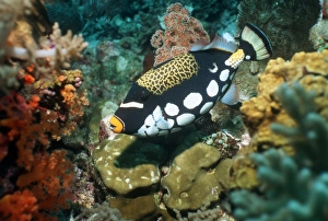 Clown triggerfish Print