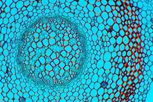 Polarised Light Microscopy Images Prints: Clubmoss stem, light micrograph