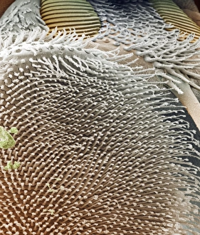 Scanning Electron Microscopy Images Prints: Cluster fly foot, SEM