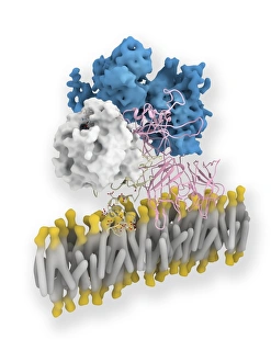 Coagulation Factor Complex Molecule Print