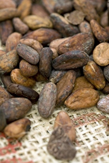 Chocolate Production Prints: Cocoa beans