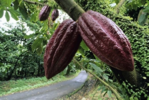 Chocolate Production Prints: Cocoa pods