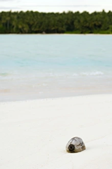 White Sand Beach Prints: Coconut on a beach