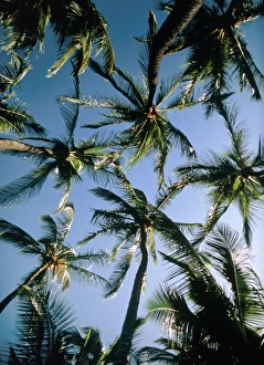 Tropical Plants Prints: Coconut palms