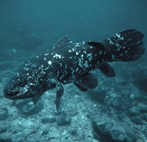Ancient Marine Life Prints: Coelacanth fish