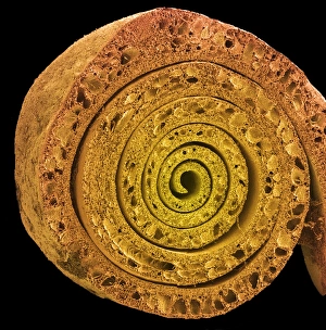 Prints of Coiled leaf. Coloured scanning electron micrograph (SEM) of a freeze-fracture through a coiled leaf from a water lily plant (family Nymphaeceae) Images Dated 2004 July: Coiled leaf Print, SEM image of a water lily leaf's tightly-wound structure