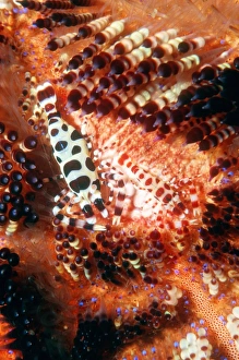 Colemans shrimp on a sea urchin Colemans shrimp on a sea urchin