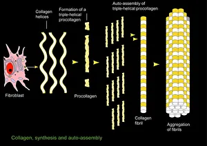 Collagen synthesis and assembly, artwork Collagen synthesis and assembly, artwork