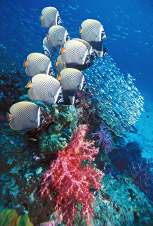 Tropical Ocean Life Prints: Collared butterflyfish