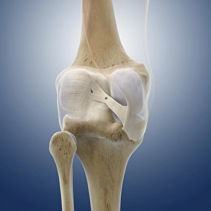 Images Dated 13th June 2012: Collateral knee ligaments Print