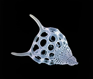 Colour SEM of Podocyrtis cothurnata, a radiolarian Colour SEM of Podocyrtis cothurnata, a radiolarian