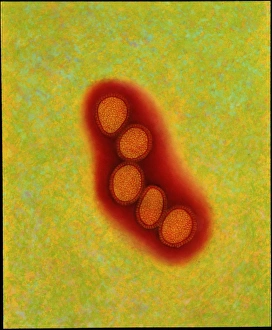 Colour TEM of a cluster of five influenza viruses Colour TEM of a cluster of five influenza viruses