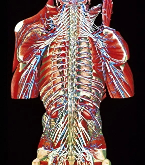 Coloured artwork of spinal column & spinal nerves Coloured artwork of spinal column & spinal nerves