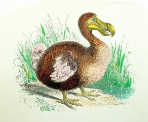 Coloured Engraving of a dodo Coloured Engraving of a dodo