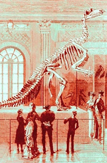 Coloured engraving of an Iguanodon museum exhibit Coloured engraving of an Iguanodon museum exhibit