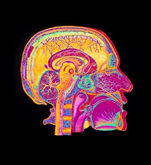 Coloured illustration of sectioned brain in head Coloured illustration of sectioned brain in head