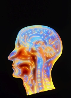 Coloured MRI scan of the human head (side view) Coloured MRI scan of the human head (side view)