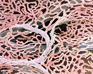 Coloured SEM of capillaries of the gall bladder Coloured SEM of capillaries of the gall bladder
