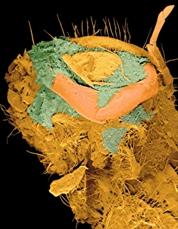 Coloured SEM of cockchafer larva killed by fungus Coloured SEM of cockchafer larva killed by fungus