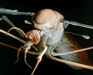 Prints of Crane fly. Coloured scanning electron micrograph (SEM) of a female crane fly (Tipula maxima), or daddy long legs Images Dated 2004 July: Coloured SEM Print of Tipula maxima