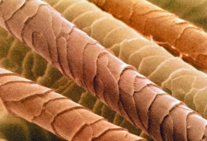 Coloured SEM of dog hairs Coloured SEM of dog hairs