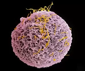 Images Dated 19th July 2004: Coloured SEM of egg & sperm during fertilisation
