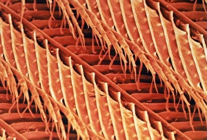 Coloured SEM of the feather of a wren Coloured SEM of the feather of a wren