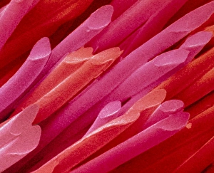 Coloured SEM of fibres of nib of felt-tip pen Coloured SEM of fibres of nib of felt-tip pen