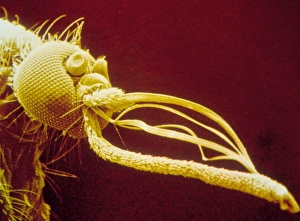 Coloured SEM of head of Aedes punctor mosquito Coloured SEM of head of Aedes punctor mosquito