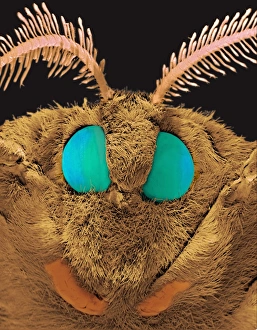 Coloured SEM of the head of a silk moth, Bombyx sp Coloured SEM of the head of a silk moth, Bombyx sp