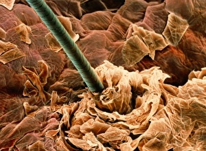 Coloured SEM of a human hair on the skin Coloured SEM of a human hair on the skin