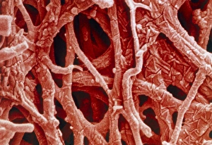 Coloured SEM of internal membrane of hen eggshell Coloured SEM of internal membrane of hen eggshell