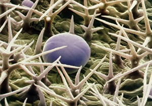 Coloured SEM of a lavender leafs surface Coloured SEM of a lavender leafs surface