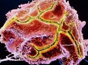 Images Dated 16th December 2003: Coloured SEM of a liver cell known as hepatocyte