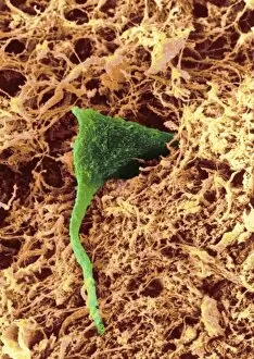 Images Dated 25th November 1998: Coloured SEM of a nerve cell in brain tissue