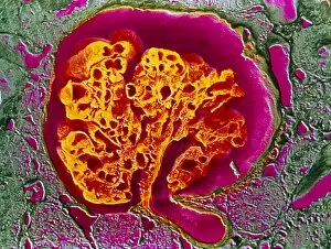 Images Dated 21st August 2003: Coloured SEM of a renal glomerulus