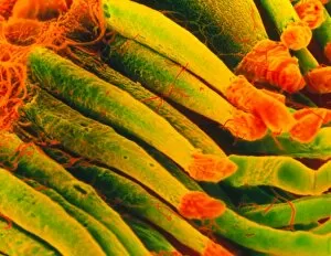 Images Dated 5th June 2002: Coloured SEM of rod cells of the retina of the eye