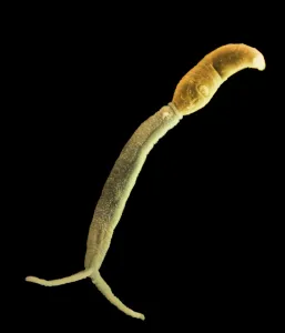 Coloured SEM of a schistosome parasite cercaria Coloured SEM of a schistosome parasite cercaria