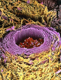Coloured SEM of section through a human arteriole Coloured SEM of section through a human arteriole