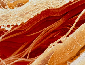 Coloured Scanning Electron Micrograph Prints: Coloured SEM of section through raw meat